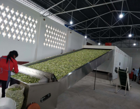 金銀花烘幹機報價_金銀花